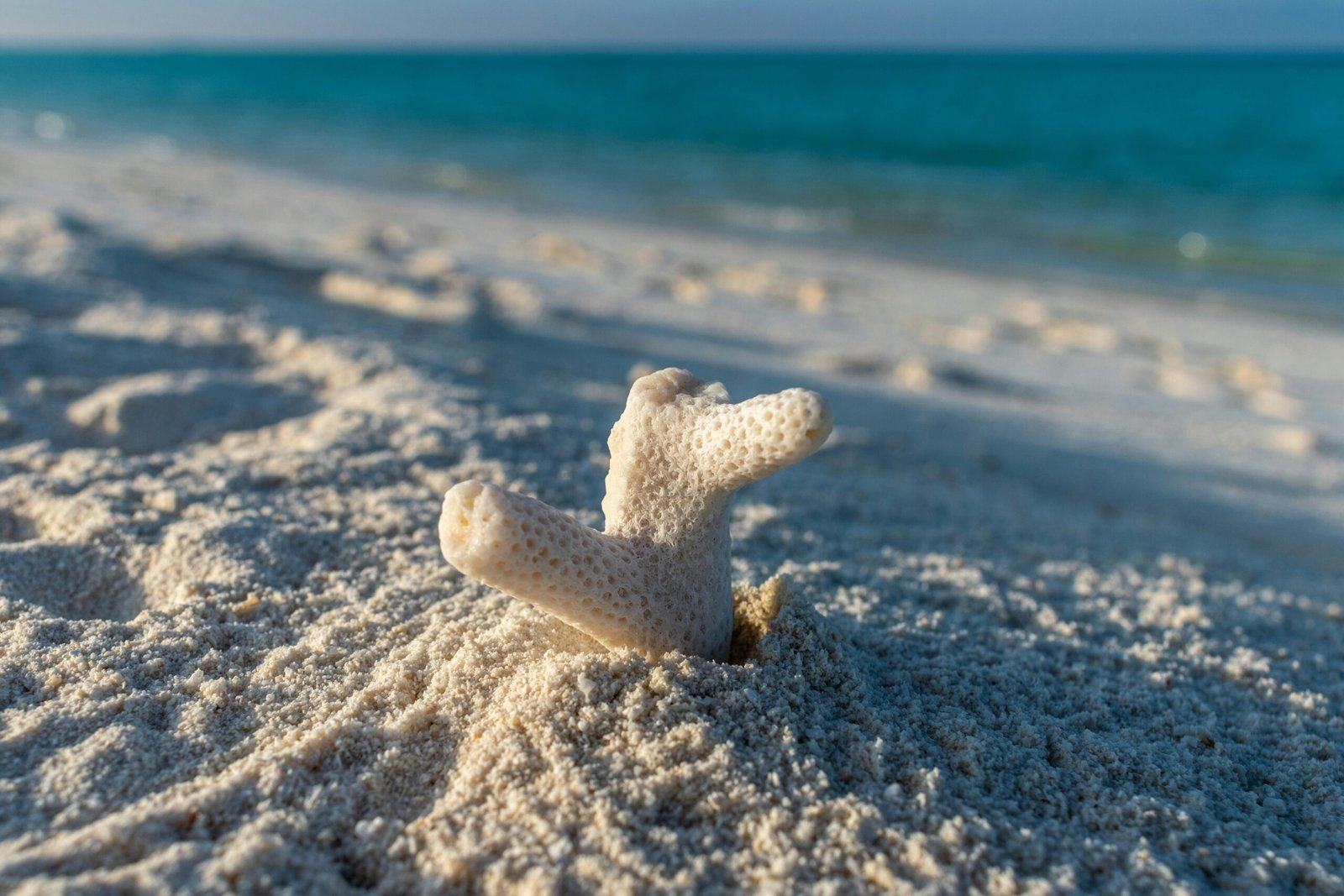 a toy dog in the sand on a beach